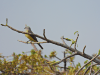 Tropical Kingbird (Tyrannus melancholicus)