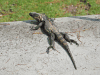 Mexican Spiny-tailed Iguana (Ctenosaura pectinata)