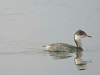 Black-necked Grebe (Podiceps nigricollis)