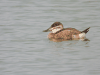 Ruddy Duck (Oxyura jamaicensis)