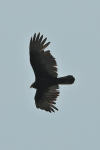 Turkey Vulture (Cathartes aura)