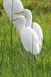 Western Cattle Egret (Bubulcus ibis ibis)