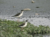 Black-necked Stilt (Himantopus mexicanus)