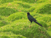 Great-tailed Grackle (Quiscalus mexicanus)