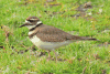 Killdeer (Charadrius vociferus)