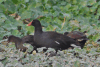 Common Gallinule (Gallinula galeata)