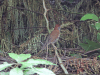 Wood Thrush (Hylocichla mustelina)