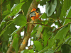 Altamira Oriole (Icterus gularis)