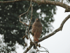 Roadside Hawk (Rupornis magnirostris)