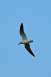 Laughing Gull (Leucophaeus atricilla)