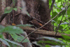 Tawny-winged Woodcreeper (Dendrocincla anabatina)