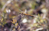 Dragonfly (Anisoptera fam.)