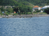 Pelicans Swimming Little Bay