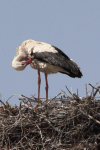 European White Stork (Ciconia ciconia ciconia)