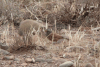 House Bunting (Emberiza sahari)