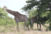 South African Giraffe (Giraffa camelopardalis giraffa)