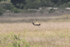 Southern Bushbuck (Tragelaphus scriptus sylvaticus)