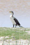 White-breasted Cormorant (Phalacrocorax lucidus)