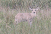 Common Reedbuck (Redunca arundinum arundinum)