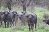 Cape Buffalo (Syncerus caffer caffer)