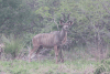 Southern Greater Kudu (Tragelaphus strepsiceros strepsiceros)