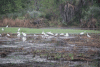 Yellow-billed Egret (Ardea intermedia brachyrhyncha)