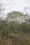 Yellow Fever Tree (Vachellia xanthophloea)