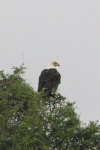 African Fish Eagle (Haliaeetus vocifer)