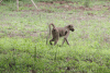 Yellow Baboon (Papio cynocephalus)