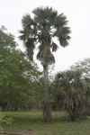 African Fan Palm (Borassus aethiopum)