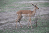 Common Impala (Aepyceros melampus melampus)