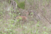 Southern Bushbuck (Tragelaphus scriptus sylvaticus)