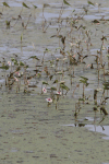 Water Lilies