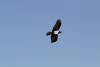 Pied Crow (Corvus albus)