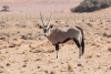 Oryx gazella