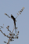 Eastern Paradise Whydah (Vidua paradisaea)