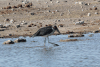 Marabou Stork (Leptoptilos crumenifer)