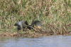 Mainland African Darter (Anhinga rufa rufa)