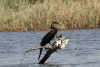 Anhinga rufa