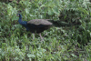 Indian Peafowl (Pavo cristatus)