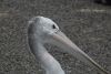 Australian Pelican (Pelecanus conspicillatus)