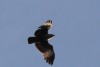 Brahminy Kite (Haliastur indus)