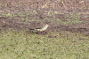 Guira Cuckoo (Guira guira)