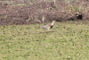 Southern Lapwing (Vanellus chilensis)