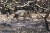 Collared Peccary (Dicotyles tajacu)