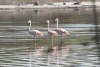 Phoenicopterus chilensis