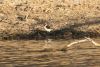 Yellow-billed Cardinal (Paroaria capitata)