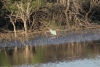 Snowy Egret (Egretta thula)