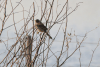 Great Pampa Finch (Embernagra platensis)