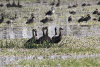 Southern Black-bellied Whistling Duck (Dendrocygna autumnalis autumnalis)